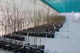 Pépinière de productions de plants d'un an (Malus, Prunus, Pyrus) en pot sous abri insect proof